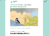 twitter-com-new-pic-service